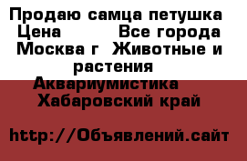 Продаю самца петушка › Цена ­ 700 - Все города, Москва г. Животные и растения » Аквариумистика   . Хабаровский край